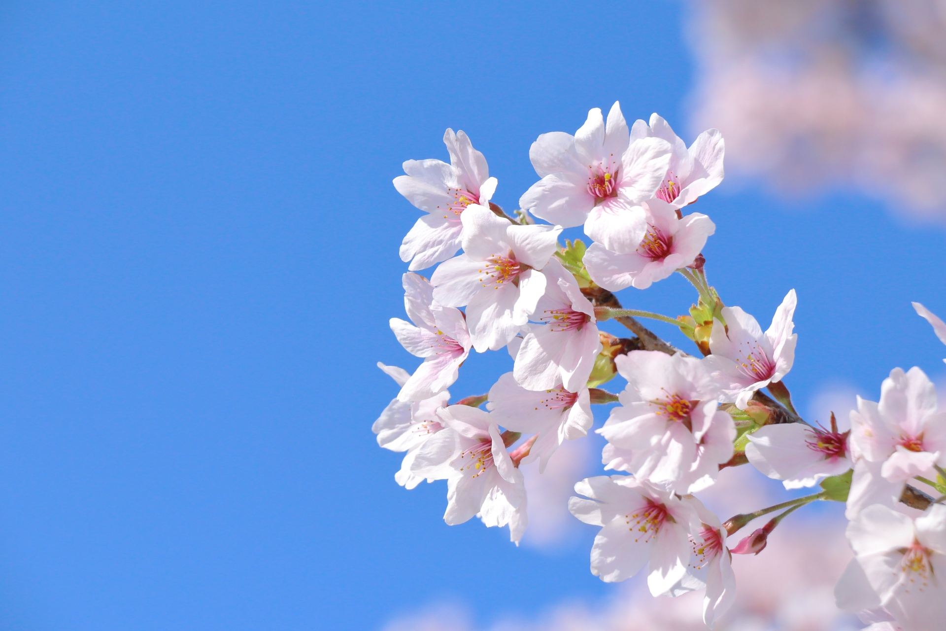 春にのぼり旗が選ばれる理由　季節感を伝えやすく、売場づくりに取り入れやすい
