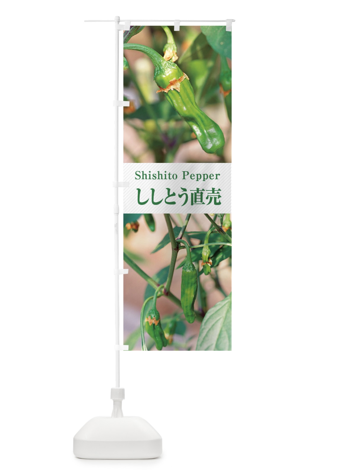 のぼり ししとう直売／獅子唐辛子 のぼり旗 E6JS(デザイン【C】)