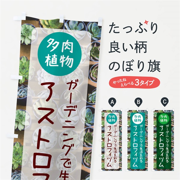 のぼり アストロフィツム・多肉植物 のぼり旗 N28H