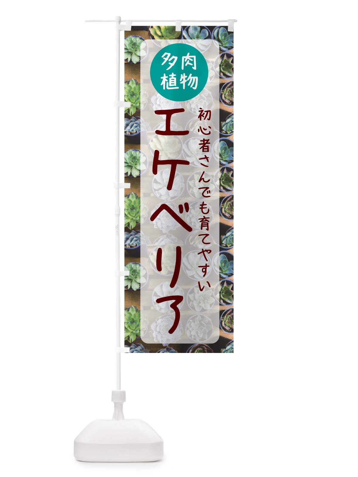 のぼり エケベリア・育てやすい・多肉植物 のぼり旗 N28J(デザイン【A】)