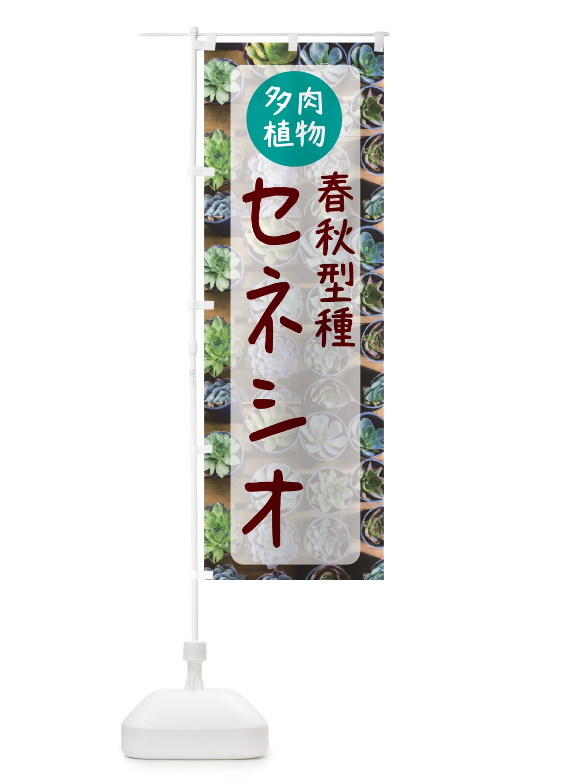 のぼり セネシオ・春秋型種・多肉植物 のぼり旗 N28R(デザイン【A】)