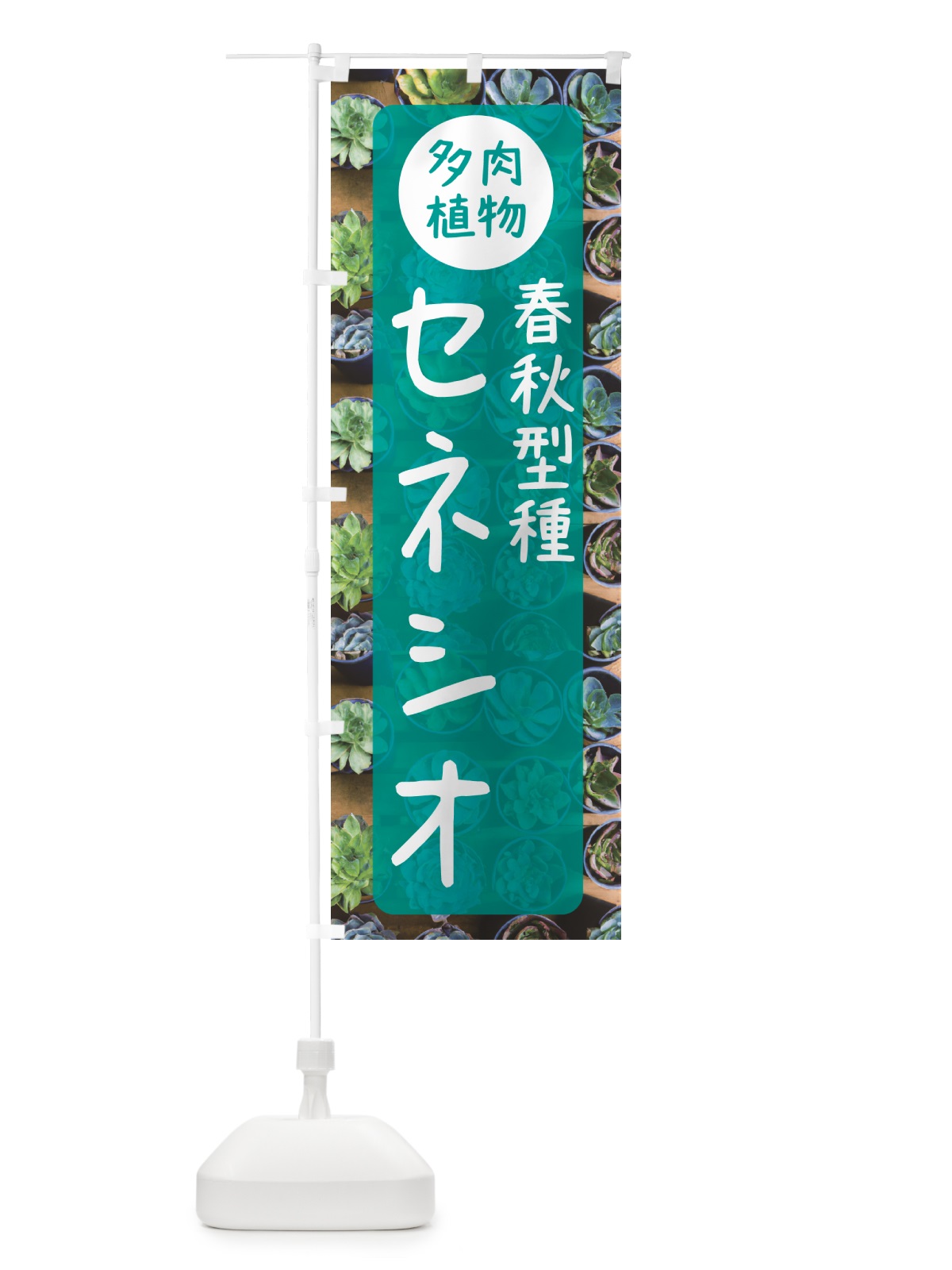 のぼり セネシオ・春秋型種・多肉植物 のぼり旗 N28R(デザイン【B】)