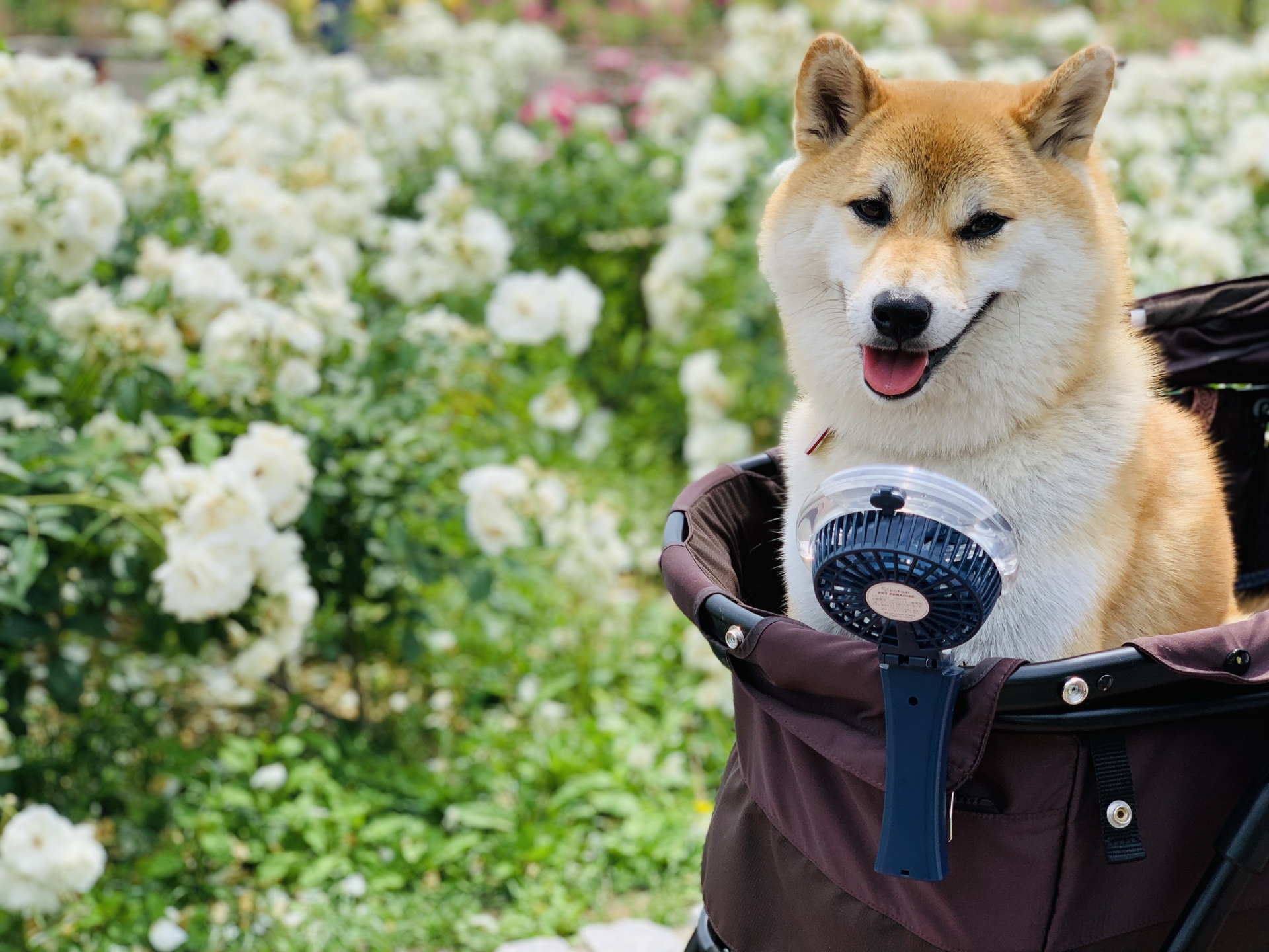 グッズプロ 家庭や個人での使用方法も。ミニのぼり旗の活用シーン”